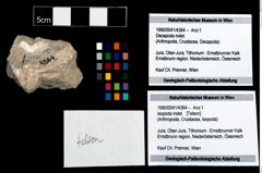 Foto (Objekt + Etikett) von Isopoda indet.  (NHMW-GEO-1990-0041-4364)